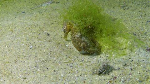 Short-snouted seahorse (Hippocampus hippocampus) at night, Black Sea 