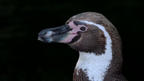 humboldt penguin (spheniscus humboldti) filmed as a portrait and while cleaning itself, several scenes, 50 fps 