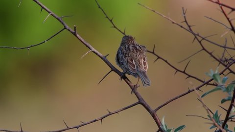 A bird sits on a branch on a beautiful background, and cleans its feathers. Emberiza calandra.