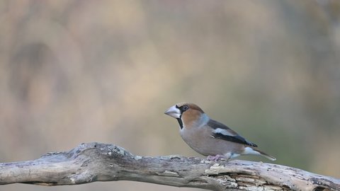 Hawfinch Coccothraustes coccothraustes, sitting on a branch in a winter forest