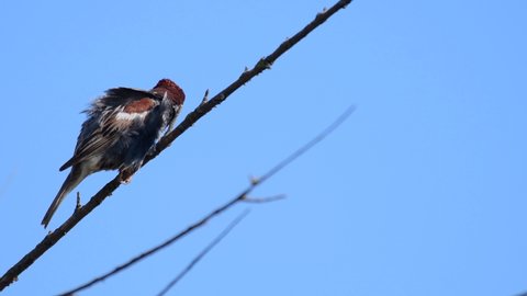 Spanish sparrow, Passer hispaniolensis, single male perched on branch. In the wild.