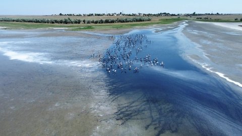 Aerial view of a large flock of birds on the lake in its natural habitat. Anthropoides virgo, demoiselle crane