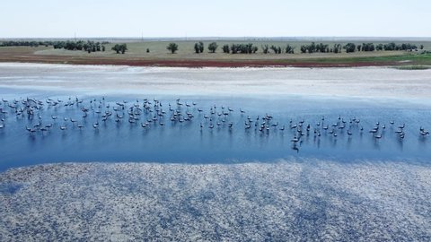Aerial view of a large flock of birds on the lake in its natural habitat. Anthropoides virgo, demoiselle crane. Taken with a drone.