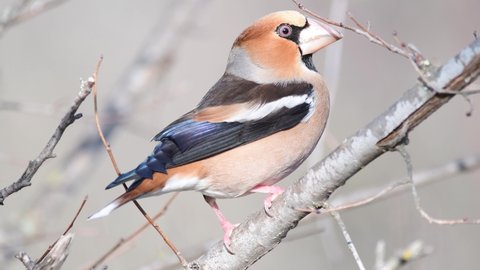 Hawfinch Coccothraustes coccothraustes, sitting on a branch in a winter forest. Close up.