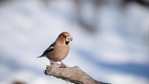 Hawfinch Coccothraustes coccothraustes, sits on a branch and eats seeds.