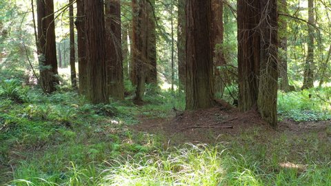 Coastal Redwood trees thrive in a healthy, second-growth forest in Mendocino County, Northern California. This beautiful region harbors the greatest old-growth stands of Redwoods on Earth.