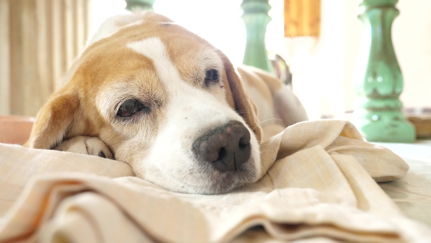 Old dog sleep take some rest.
Beagle sleeping inside home. Royalty-Free Stock Footage #1077965159