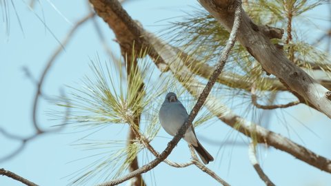 Male of The Tenerife blue chaffinch . This bird is the natural symbol of this island