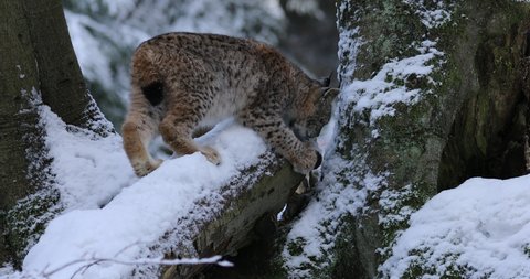 Lynx cub in winter. Young Eurasian lynx, Lynx lynx, plays in snowy beech forest. Beautiful wild cat in nature. Animal with spotted orange fur. Beast of prey in frosty day. Habitat Europe, Asia.