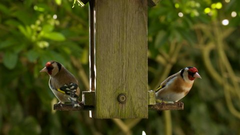 4K video clip of two European Goldfinches eating seeds, sunflower hearts, from a wooden bird feeder in a British garden during summer