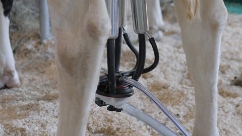 Close up: milking suction machine with teat cups during work with cow udder at cattle dairy farm, exhibition, trade show. Farming, automated technology equipment, animal husbandry concept
