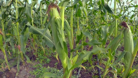 Fresh Growing Corn on the Stalk 4K UHD. Fresh corn growing in a field. 4K, UHD.
