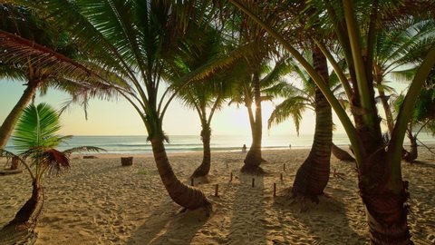 Beautiful coconut palm trees on the beach Phuket Thailand Amazing beach Islands Palms on the ocean Row of palms grove on the beach with sandy Sunset sky Summer autumn landscape background