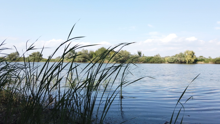 Reeds on the water. Spills cool place fishing quiet hunting. Green young reeds grow in the river. An aquatic plant in a lake. Royalty-Free Stock Footage #1077978794
