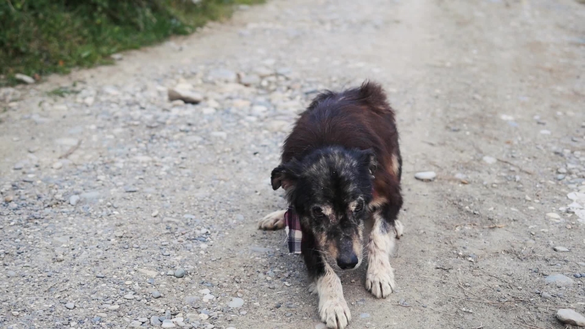 Sick stray dog with depriving. Dog with lichen.