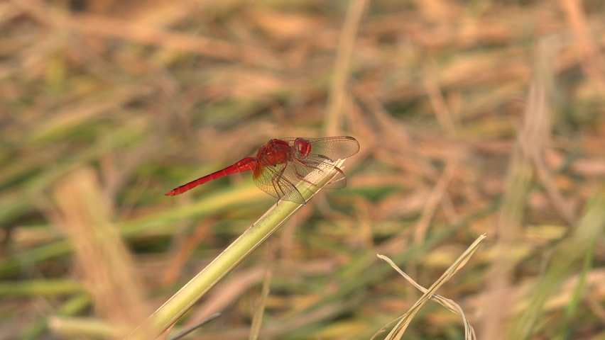 A red dragonfly perched on a blade of grass.