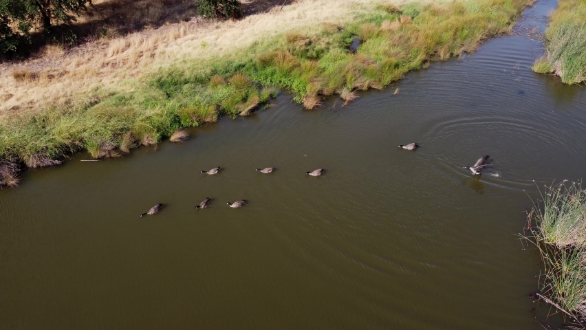 A 4k of birds on water surface