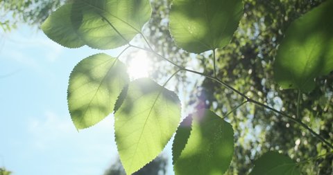 Close-up, spring green leaves on blue sky. Juicy green leaves backlit by sun's rays, beautiful lens flare. Hot summer sunny day. Clean, fresh ecology. Natural leaves background branch sways in wind 