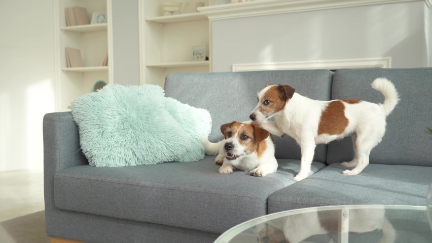 The dog is scratching the dog lying on the couch | Shutterstock HD Video #1077987737