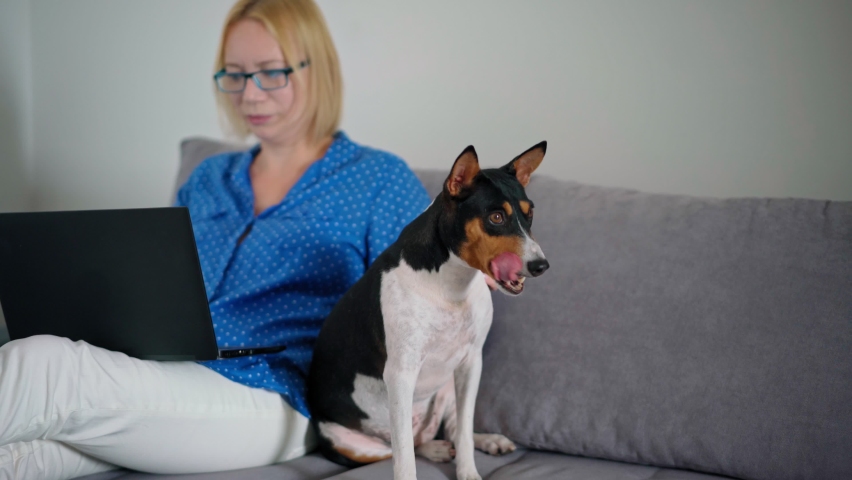 An adult blond woman in glasses working on a laptop from home while sitting on a couch with her cute dog.