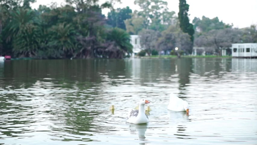 A group of geese swimming in the lake in HD