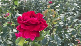 Incredibly beautiful red rose in the garden. For video presentation, advertising, background. 