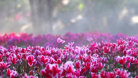 flower garden (cyclamen flowers)