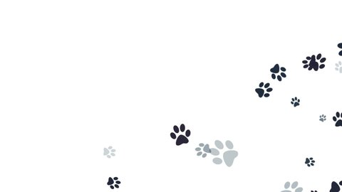 76 Paw Prints Transparent Stock Video Footage - 4K and HD Video Clips |  Shutterstock