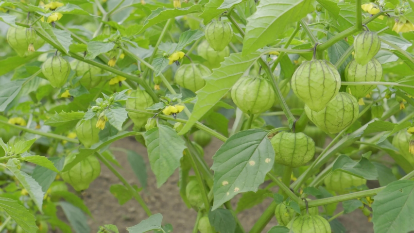 A 4K footage of green tomati