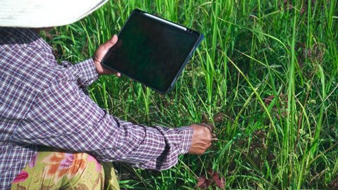 4K. B roll of Senior Thai farmer using laptop in the rice field with drink a coffee and looking the rice field for analysis and statistical information. Smart farmer using technology for management.