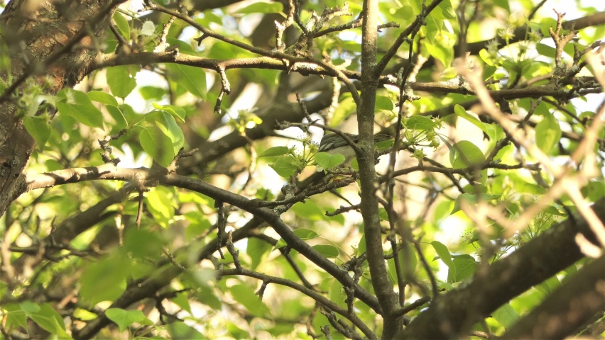 Northern Parula Warbler Perched On Tree Branches In The Forest At Daytime - low angle shot