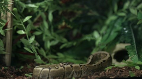 Ball Python Tongue Sticking Out Close Stock Footage Video (100% Royalty ...