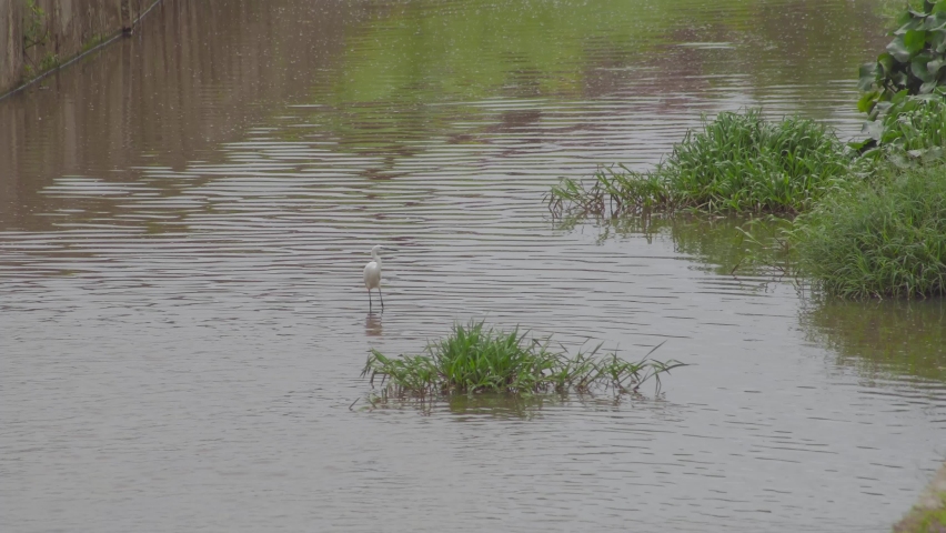 Little Egret (Egretta garzetta) walking in a pond water. A white bird looking for preys, catching fish in a drainage river or sewer.