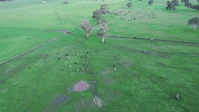 stud beef angus cattle farm, filmed by a drone in Australia.
