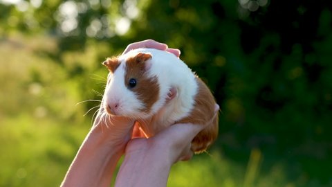 Close-up view 4k video portrait of cute white and brown home pet guinea pig on hands of woman