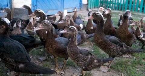 Domestic ducks in front of camera