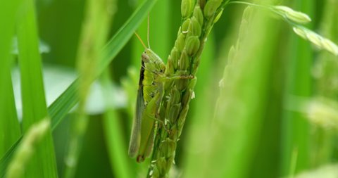 Closeup of Japanese grasshopper(Oxya japonica) on young rice paddy swaying in the wind