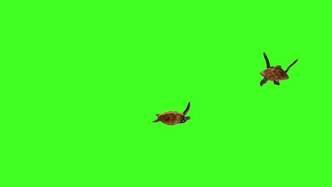 TORTOISE green screen footage ,Sea Turtle, 3D animation, Swim