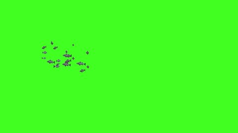 FISH Animation , Fish Swim Green Screen Video, 3D Animation, Underwater, Single and Group