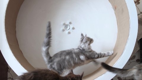 Cat exercising on treadmill - Maine Coon running on wheel. slow motion