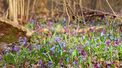 Blooming Scilla bifolia or two-leaf squill and Corydalis cava in wild forest loop. Sunny spring flowers waiving in wind. Nature details with selective focus blur