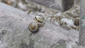 Two snails are trying to get out behind the cement fence.
Video footage of moving snails.