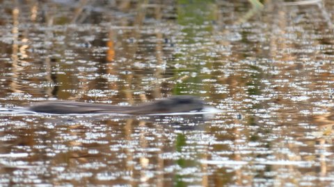 Muskrat in the river with reflections swims past the frog in the wetland