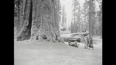 CIRCA 1930s - A car drives through a giant sequoia tree, people walk atop a fallen giant tree at Yosemite National Park.