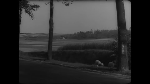 CIRCA 1930s - Sheep graze by the road in the Belgian countryside, and extensive farmland is nearby.
