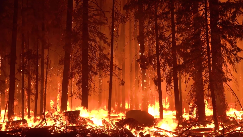 NORTHERN CALIFORNIA - CIRCA 2021 - The Dixie Fire burns unchecked in a forest in Northern California at night. Royalty-Free Stock Footage #1078029914