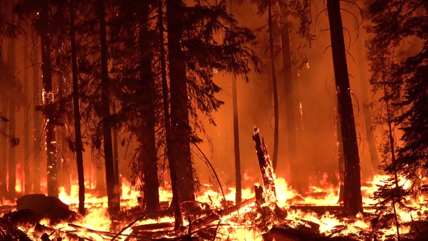 NORTHERN CALIFORNIA - CIRCA 2021 - The Dixie Fire burns unchecked in a forest in Northern California at night. Royalty-Free Stock Footage #1078029920