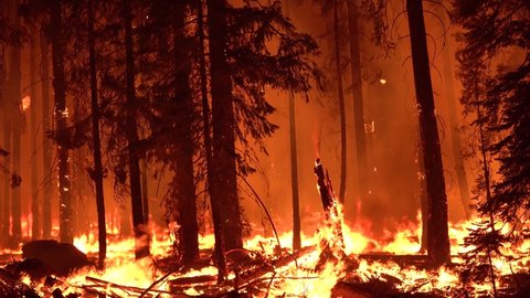 NORTHERN CALIFORNIA - CIRCA 2021 - The Dixie Fire burns unchecked in a forest in Northern California at night.