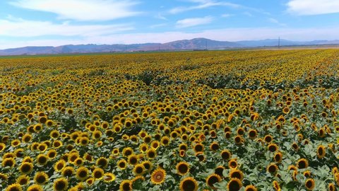 GILROY, CALIFORNIA - CIRCA 2021 - Aerial over gorgeous field of sunflowers in bright California sunshine near Gilroy, California.