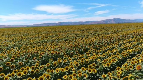GILROY, CALIFORNIA - CIRCA 2021 - Aerial over gorgeous field of sunflowers in bright California sunshine near Gilroy, California.
